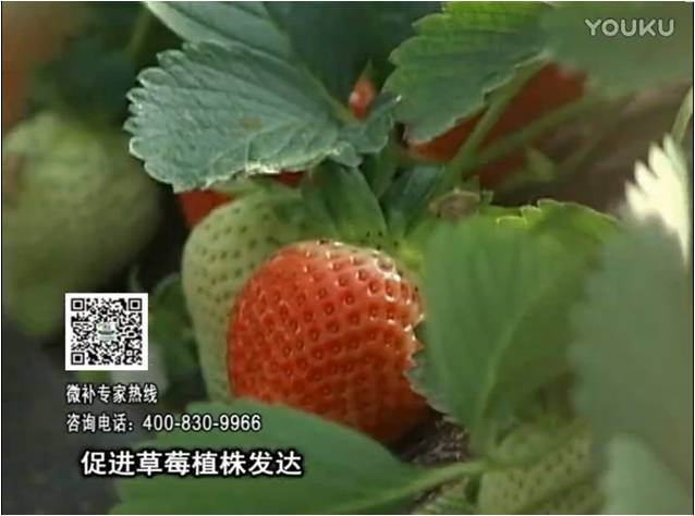20161219珠江臺搖錢(qián)樹(shù)：草莓如何壯長(cháng)、果大品質(zhì)高？