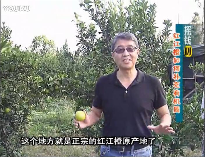 20161219珠江臺搖錢(qián)樹(shù)：紅江橙用微補方案，裂果少、樹(shù)勢好