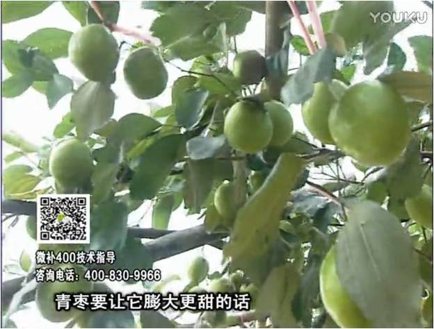 20161226珠江臺搖錢(qián)樹(shù)：青棗用微補方案，健壯長(cháng)勢，提高來(lái)花坐果