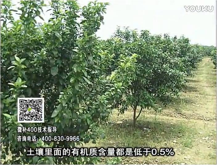 20161226珠江臺搖錢(qián)樹(shù)：柑橘?lài)娢⒀a蓋力防霜凍果、采后促花恢復樹(shù)勢撒微補倍力+有機肥