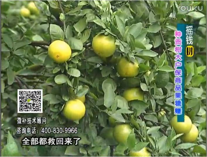 20170102珠江臺搖錢(qián)樹(shù)：柑橘?lài)娢⒀a蓋力防凍抗凍，采后冬肥下微補倍力+有機肥