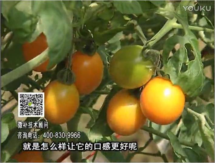 20170102珠江臺搖錢(qián)樹(shù)：番茄臍腐病、裂果、抗凍如何做？澆施微補根力鈣+精力，葉噴微補葉面肥