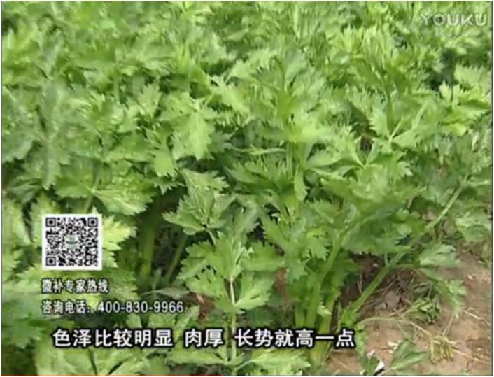 20170109珠江臺搖錢(qián)樹(shù)：葉菜如何種？長(cháng)勢好又高產(chǎn)！