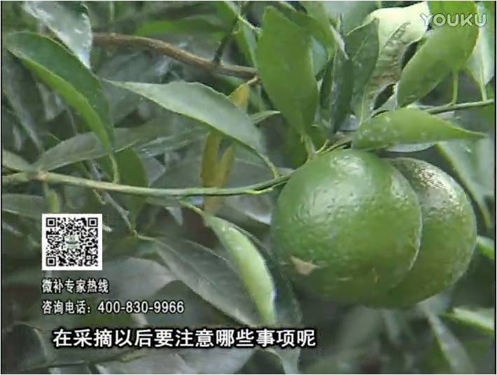 20170109珠江臺搖錢(qián)樹(shù)：新會(huì )柑用微補方案，保樹(shù)好，果品質(zhì)高，年年有收獲