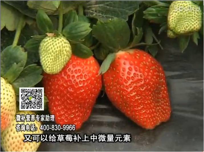 20170123珠江臺搖錢(qián)樹(shù)：草莓用微補方案，促根苗壯、開(kāi)花坐果好