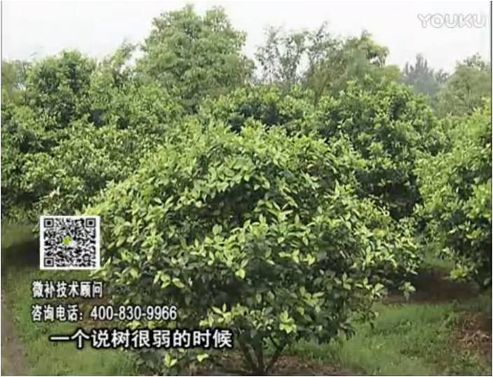 20170206珠江臺搖錢(qián)樹(shù)：柑橘用微補方案，壯樹(shù)促花壯花好