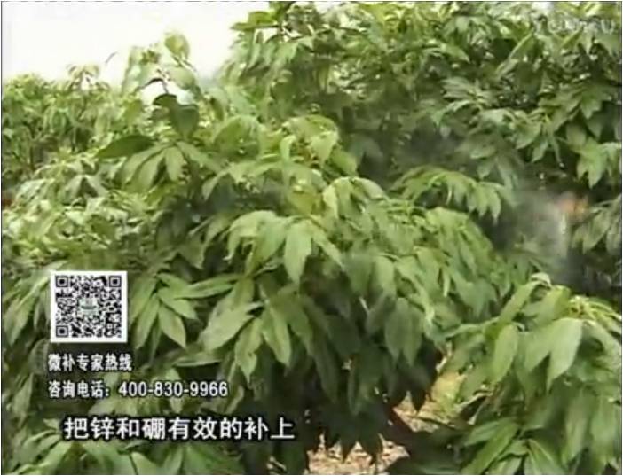 20170213珠江臺搖錢(qián)樹(shù)：荔枝噴施微補花力+硼力，補充鋅硼健壯來(lái)花