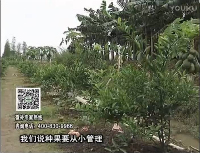 20170213珠江臺搖錢(qián)樹(shù)：柑橘小樹(shù)用微補方案，促根保樹(shù)好