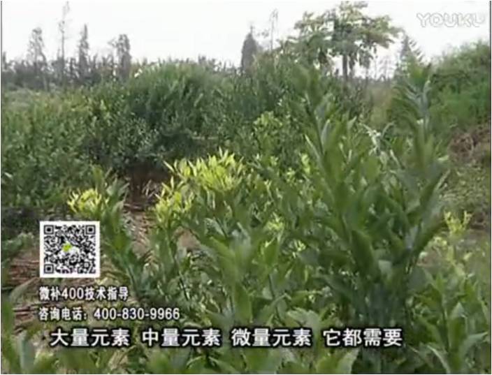 珠江臺搖錢(qián)樹(shù)：柑橘?lài)娛┪⒀a花力+硼力，補充鋅硼健壯來(lái)花，利坐果