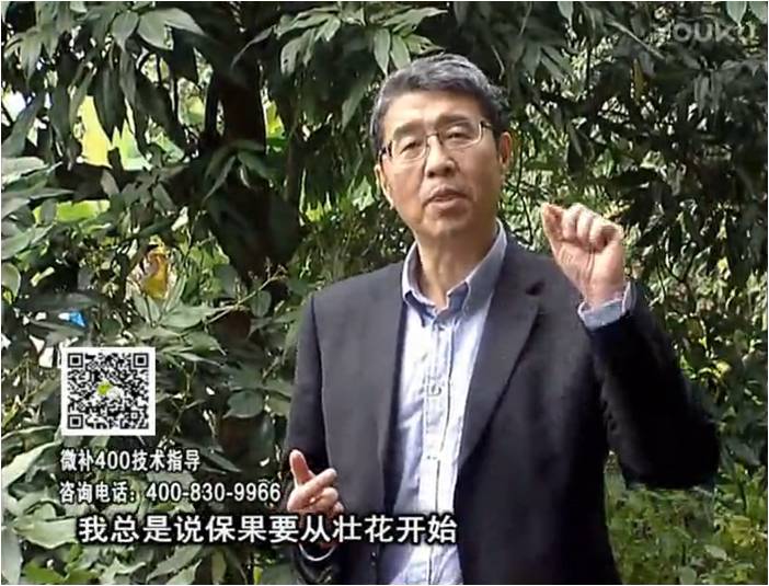 珠江臺搖錢(qián)樹(shù)：荔枝來(lái)花少更要做好壯花，提高坐果，葉噴微補花力+硼力，補鋅