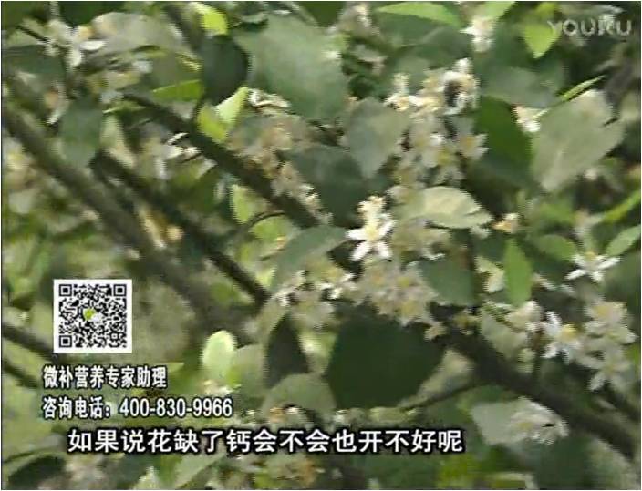 珠江臺搖錢(qián)樹(shù)：柑橘淋微補根力鈣+精力，促根壯春梢，花壯利坐果