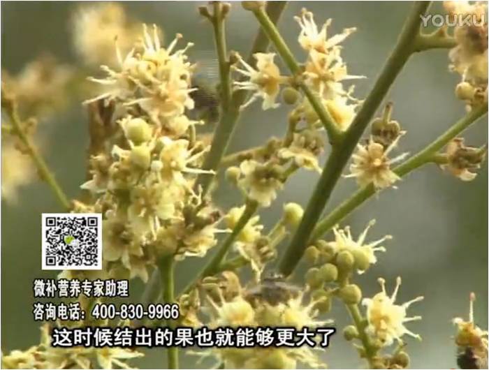 珠江臺搖錢(qián)樹(shù)：龍眼淋沖微補根力鈣+沖力鎂，促根保樹(shù)
