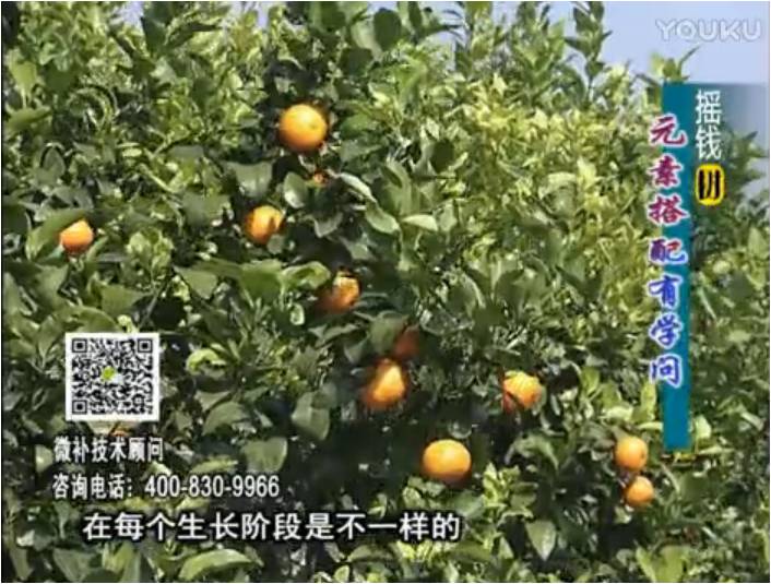 20170306珠江臺搖錢(qián)樹(shù)：柑橘淋沖微補方案，針對不同需求正確補充元素，平衡營(yíng)養健壯長(cháng)