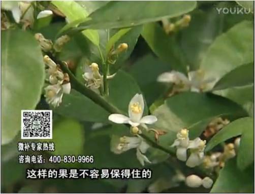20170313珠江臺搖錢(qián)樹(shù)：柑橘淋沖微補根力鈣+精力，噴微補花力+硼力，來(lái)花健壯，預防減少弱花畸形花