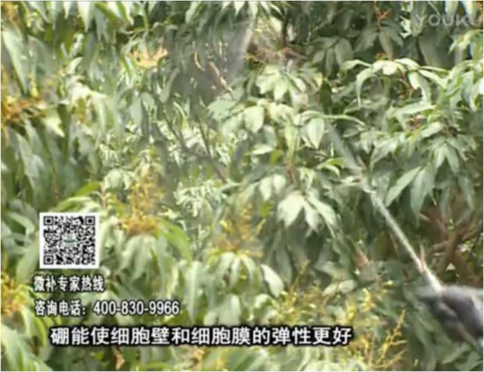 20170313珠江臺搖錢(qián)樹(shù)：荔枝噴微補果力+硼力，保果好