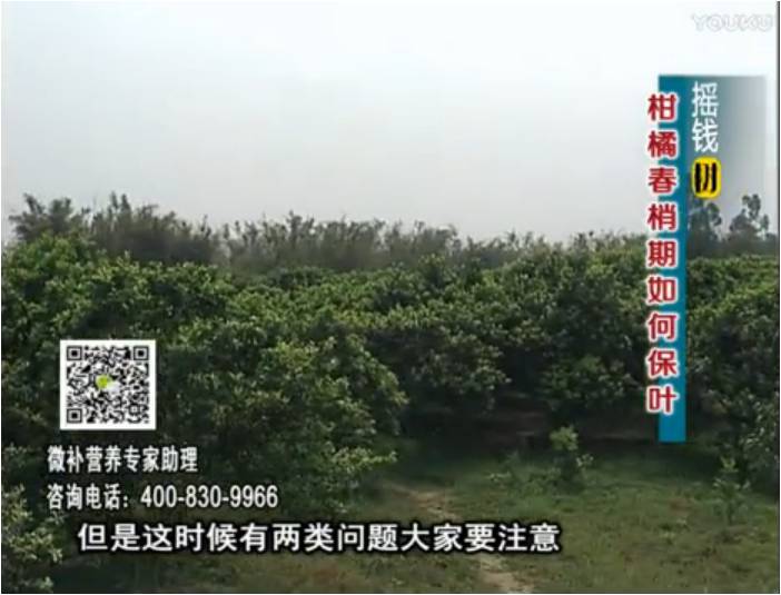 20170327珠江臺搖錢(qián)樹(shù)：柑橘預防春梢不轉綠，撒微補倍力、淋沖力鎂