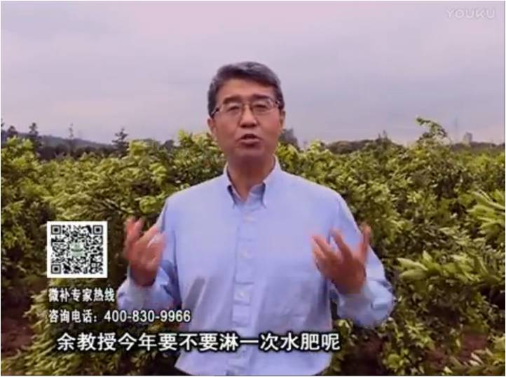 20170424珠江臺搖錢(qián)樹(shù)：柑橘樹(shù)弱保果難度大，淋沖微補根力鈣+精力+精華粉，保樹(shù)保果好