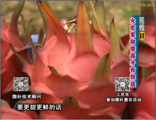 20170417珠江臺搖錢(qián)樹(shù)：火龍果用微補方案，開(kāi)花坐果好，提高品質(zhì)