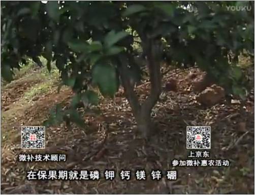 20170417珠江臺搖錢(qián)樹(shù)：柑橘?lài)娛┪⒀a果力+硼力+精華粉，保果好，果青綠