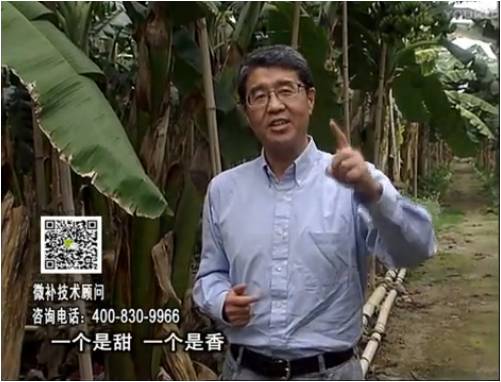 20170327珠江臺搖錢(qián)樹(shù)：香蕉噴施微補果力+碧力+壯力、撒微補倍力，提高品質(zhì)、同時(shí)減肥提產(chǎn)