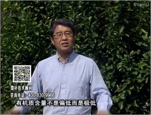 20170327珠江臺搖錢(qián)樹(shù)：撒施因迪樂(lè )有機肥、用因迪樂(lè )有機精華粉，調酸增加果地有機質(zhì)