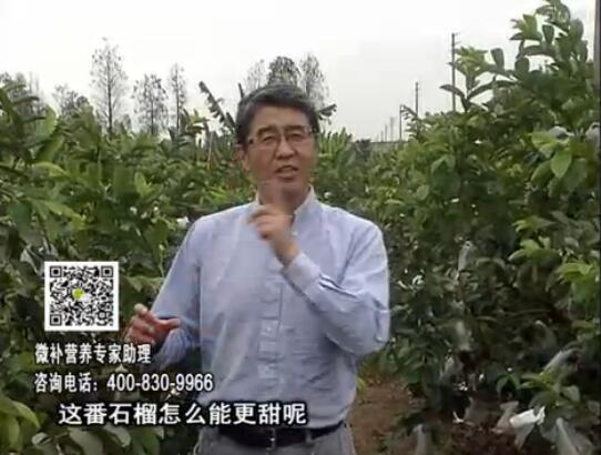 20170327珠江臺搖錢(qián)樹(shù)：番石榴噴施微補果力+壯力，補充磷鉀鈣鎂等，促進(jìn)果甜品質(zhì)高