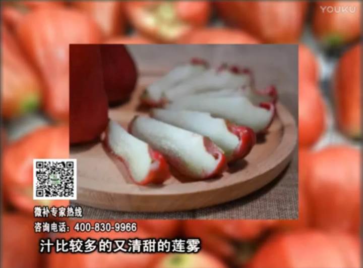 20170424珠江臺搖錢(qián)樹(shù)：蓮霧淋沖微補水肥，壯長(cháng)、提高果實(shí)品質(zhì)賣(mài)價(jià)