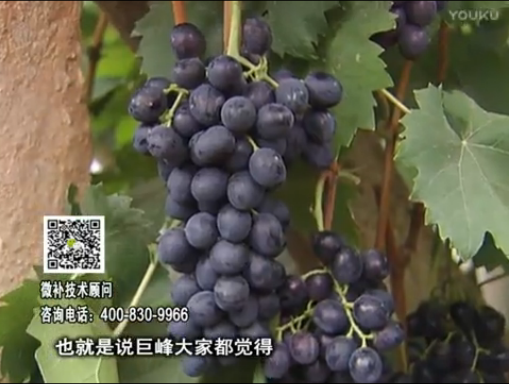 20170501珠江臺搖錢(qián)樹(shù)：葡萄用微補方案，品質(zhì)高，賣(mài)價(jià)好