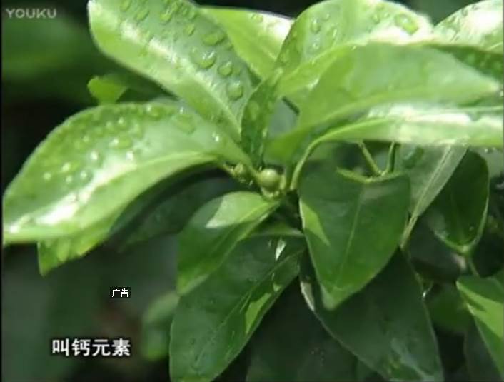20170508珠江臺搖錢(qián)樹(shù)：柑橘澆施微補根力鈣，補鈣，促根健壯長(cháng)勢