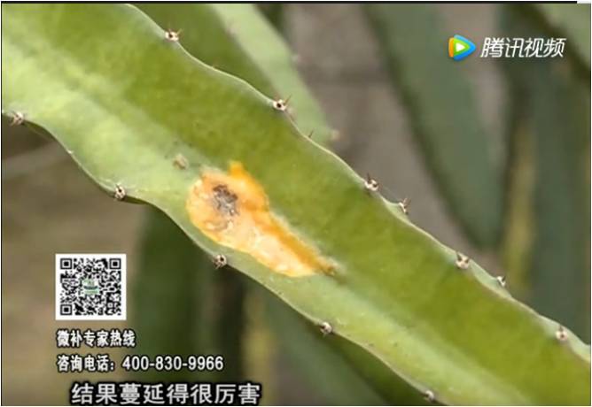 20170522珠江臺搖錢(qián)樹(shù)：火龍果爛葉病多怎么辦？