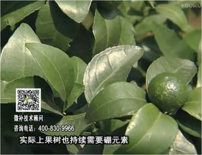 20170529珠江臺搖錢(qián)樹(shù)：貢柑蜜柚噴施微補蓋力+硼力，預防減少缺硼鈣裂果