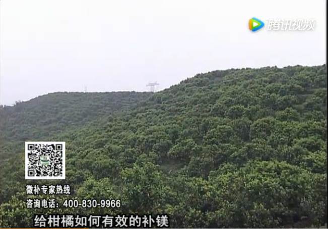 20170522珠江臺搖錢(qián)樹(shù)：柑橘落果黃葉是缺鎂？