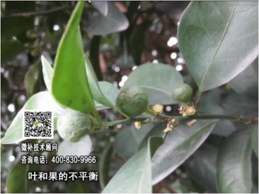 20170501珠江臺搖錢(qián)樹(shù)：柑橘?lài)娛┪⒀a果力+碧力、淋根力鈣+沖力鎂，穩果少落果，促根壯長(cháng)勢