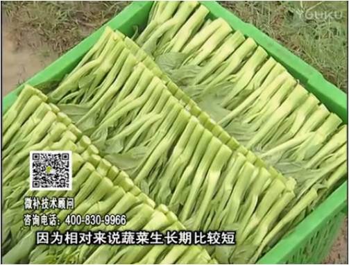 20170306珠江臺搖錢(qián)樹(shù)：蔬菜澆施微補根力鈣+精力，提高蔬菜長(cháng)勢，減少病害，提高收益