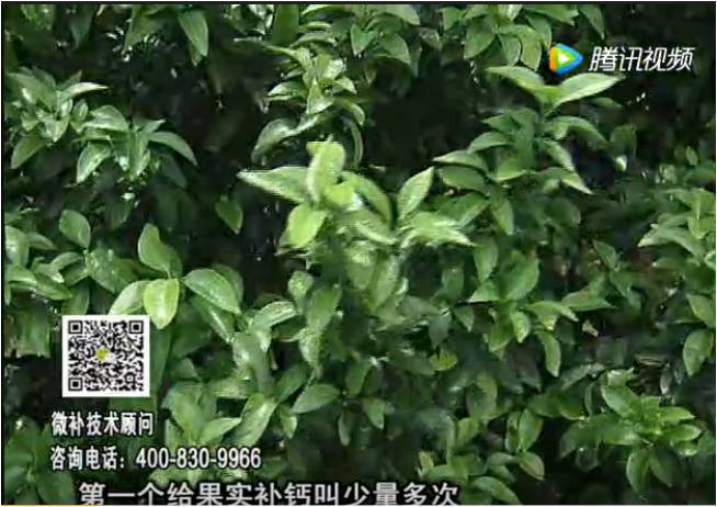 20170605珠江臺搖錢(qián)樹(shù)：柑橘果實(shí)補鈣如何做？