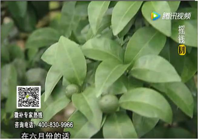 珠江臺搖錢(qián)樹(shù)：柑橘樹(shù)如何調酸保葉？