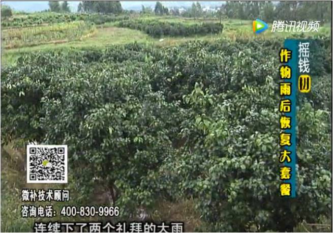 20170626珠江臺搖錢(qián)樹(shù)：果樹(shù)蔬菜長(cháng)勢弱落果？