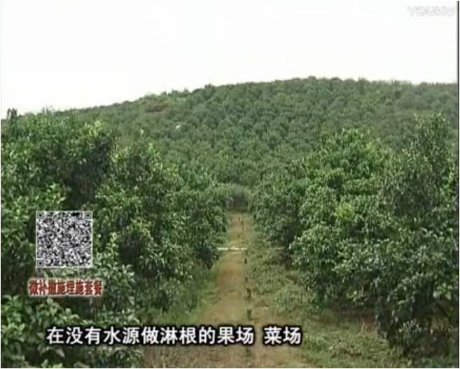 20170703珠江臺搖錢(qián)樹(shù)：雨水多樹(shù)勢弱，撒施因迪樂(lè )調酸促根壯長(cháng)勢
