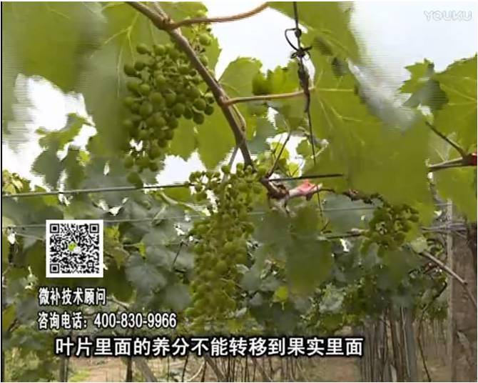 20170717珠江臺搖錢(qián)樹(shù)：果實(shí)補鈣充足，噴施螯合鈣+精華液+保葉素，品質(zhì)高、耐存儲