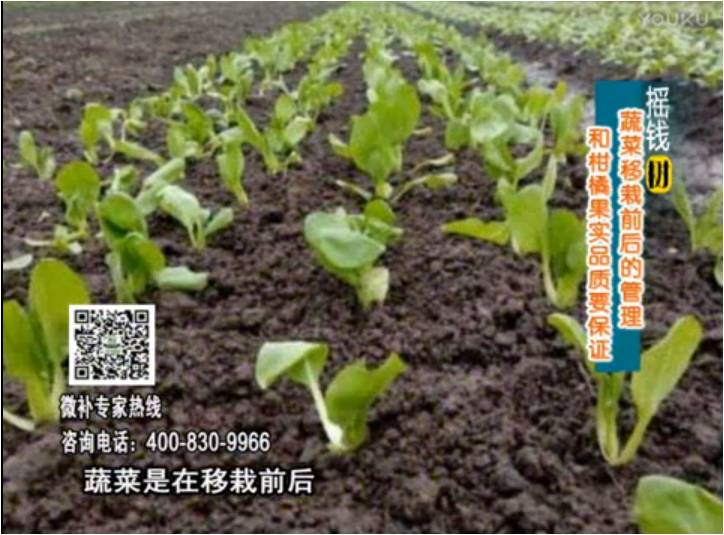 20170814珠江臺搖錢(qián)樹(shù)：蔬菜澆施微補，調酸促根，健壯長(cháng)勢