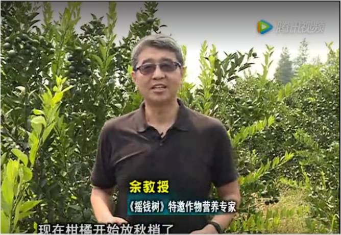 20170821珠江臺搖錢(qián)樹(shù)：柑橘如何放秋梢？