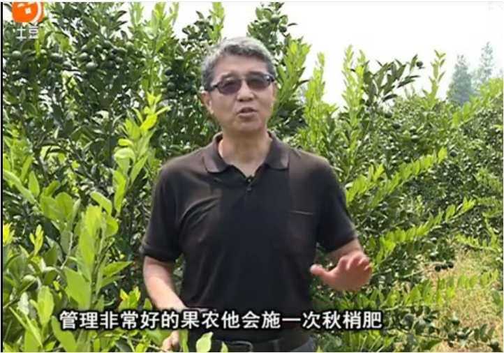 20170904珠江臺搖錢(qián)樹(shù)：柑橘用因迪樂(lè )，樹(shù)勢健壯、果品質(zhì)高