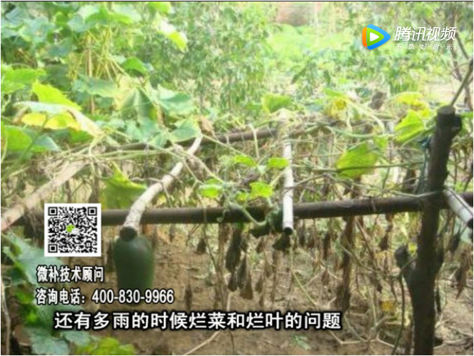20170911珠江臺搖錢(qián)樹(shù)：蔥干尖蔬菜爛葉早衰？