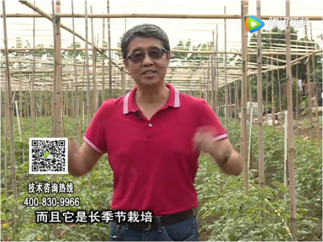 20171120珠江臺搖錢(qián)樹(shù)：番茄如何增產(chǎn)增收？