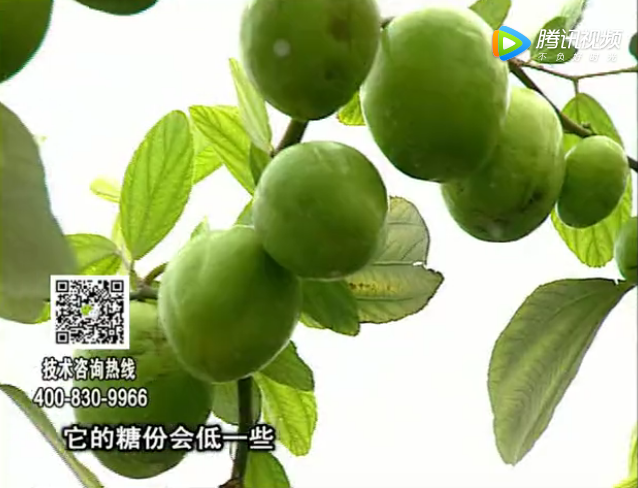 20171204珠江臺搖錢(qián)樹(shù)：青棗膨果增甜如何做？