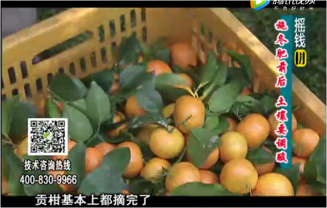 20180101珠江臺搖錢(qián)樹(shù)：柑橘土壤酸化怎么辦？