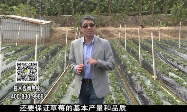 20180108珠江臺搖錢(qián)樹(shù)：草莓苗弱膨果增甜如何做？