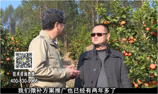 20180122珠江臺搖錢(qián)樹(shù)：廣西柑橘如何管？產(chǎn)量賣(mài)相好?