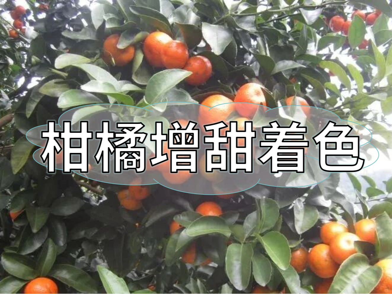 柑橘增甜和轉色，到底和什么有關(guān)