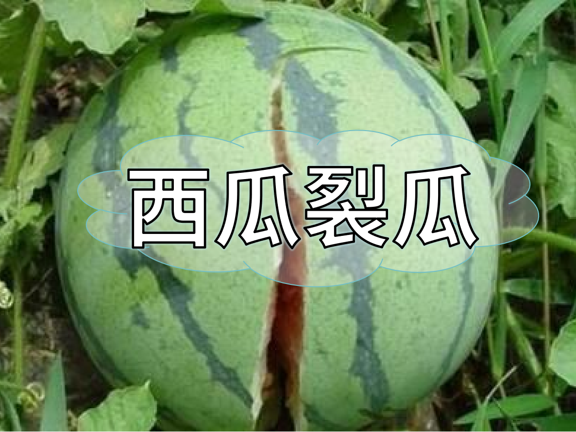 西瓜裂瓜致低產(chǎn)，這樣做，輕松解決問(wèn)題！